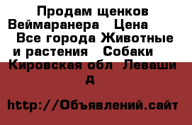 Продам щенков Веймаранера › Цена ­ 30 - Все города Животные и растения » Собаки   . Кировская обл.,Леваши д.